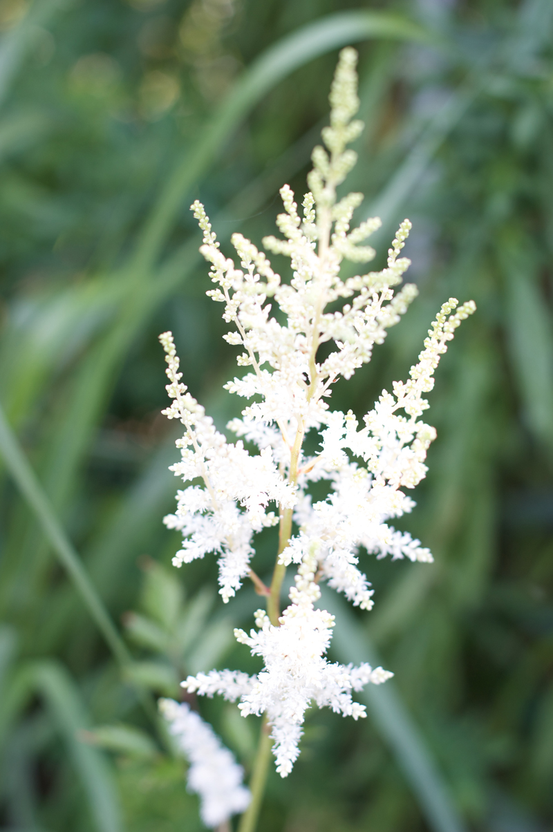 Blume - Atomatische Belichtung